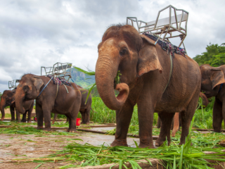 Elephant Farm