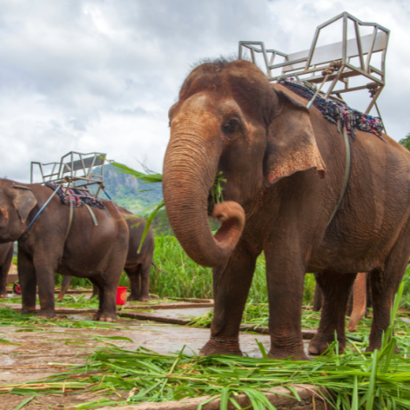 Elephant Farm